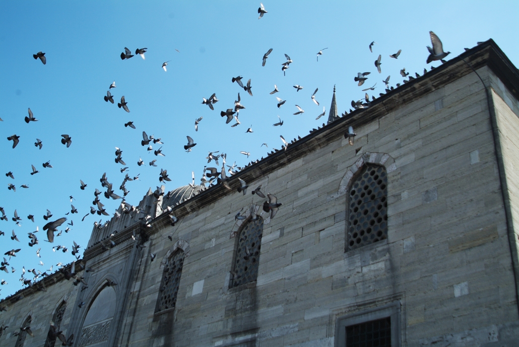 Pigeons Landing on Arpacilar Mosque, Istanbul, Turkey
