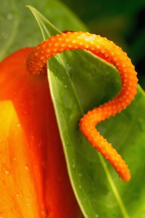 Orange Anthurium Spadix 