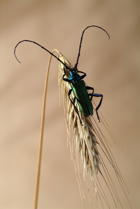Green Backed Insect with Long Antennae on Wheat Shaft 