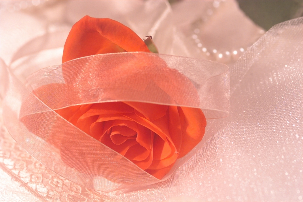 The Wedding Day:  Red Rose with Ribbon and Lace