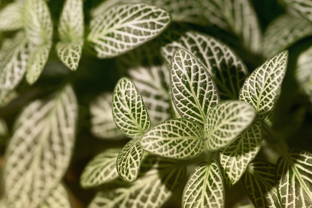 Green and White Leaves