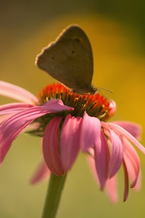 Moth Resting on a Flower with Pink Petals