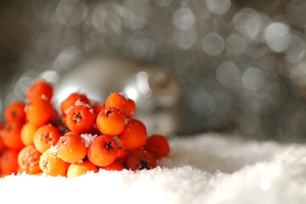 Christmas Ornaments: Red Berries in the Snow