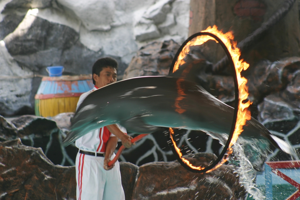 Dolphin Jumping Through a Hoop of Fire