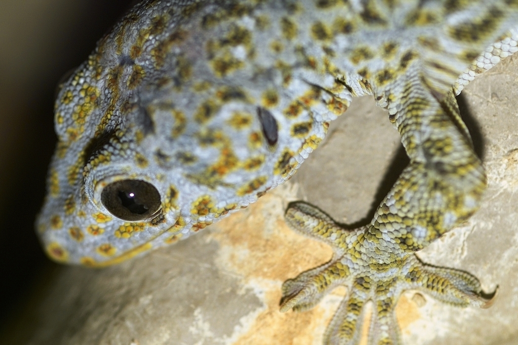 Gecko Lizard Crawls