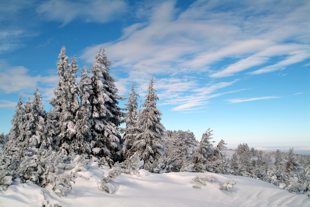 Winter Scene with Snow Covered Fir Trees