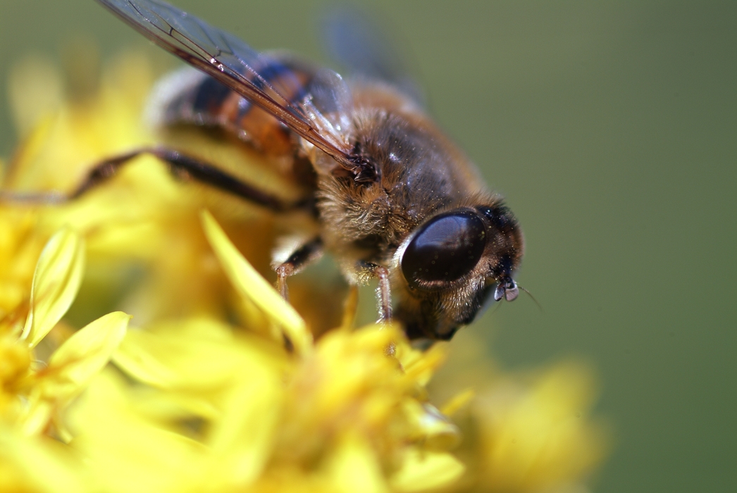 Honeybee Gathering Nectar on Flower