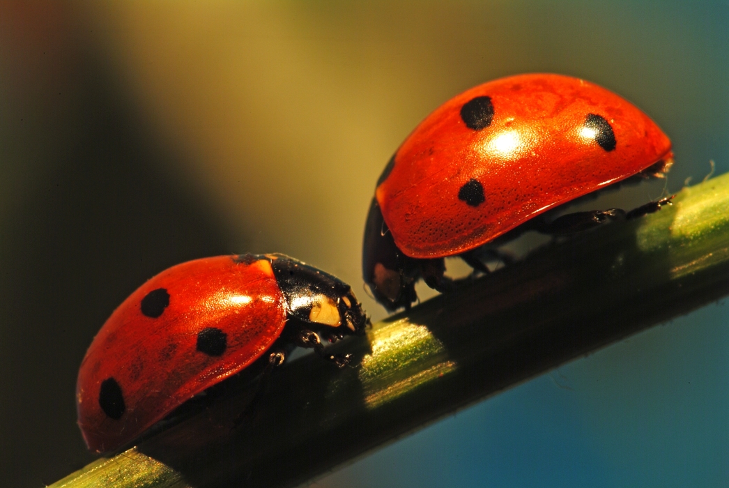 Two Ladybugs Bumping Into One Another