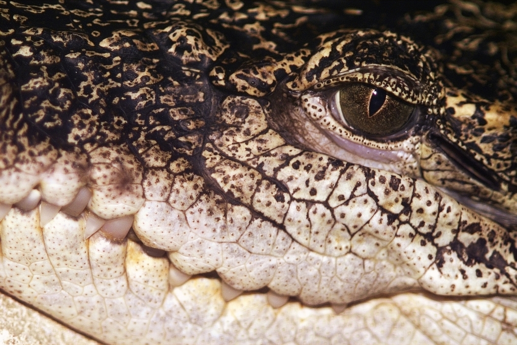 Crocodile Eye and Mouth