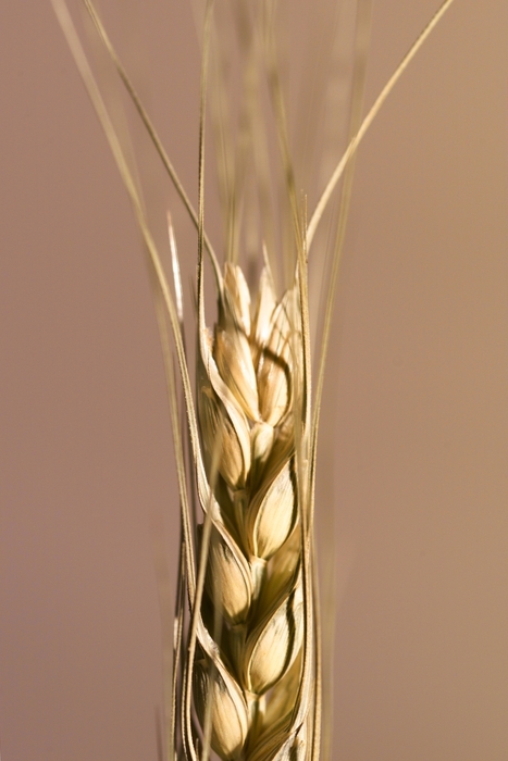Close-Up Wheat