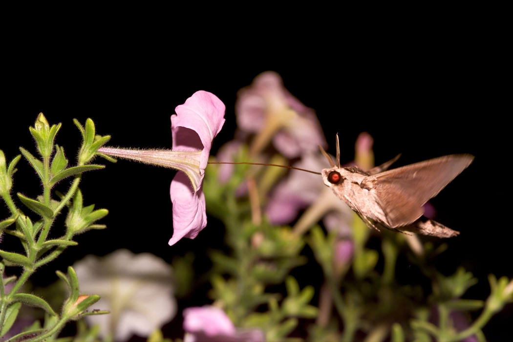 Moth Sucking Nectar in the Darkness from Flower