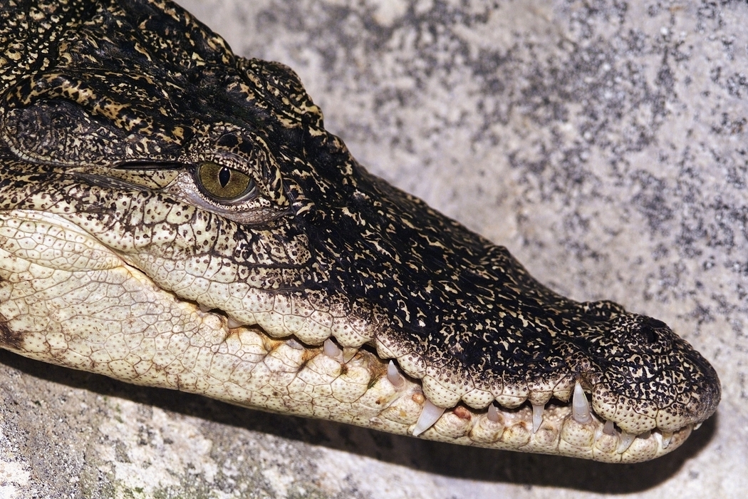 Crocodile Head with Eye and Teeth