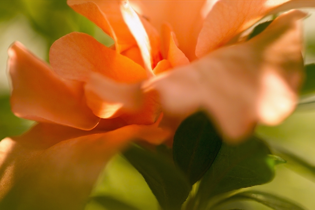 Orange Flower Petals Opening