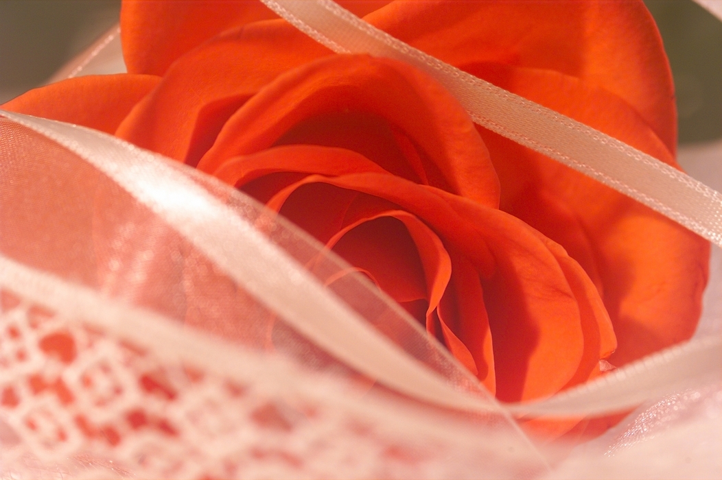 The Wedding Day:  Red Rose with Ribbon