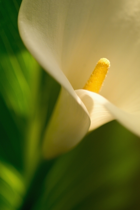 White Flower Petal with Yellow Pistil