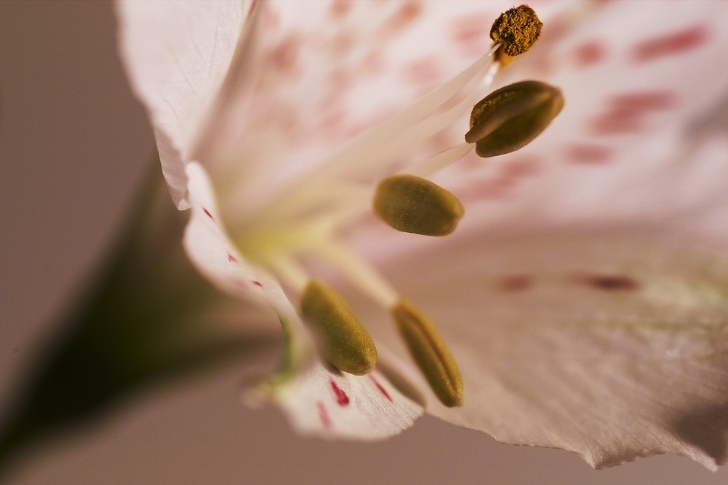 Flower Blossom Stamen Anthers and Filaments