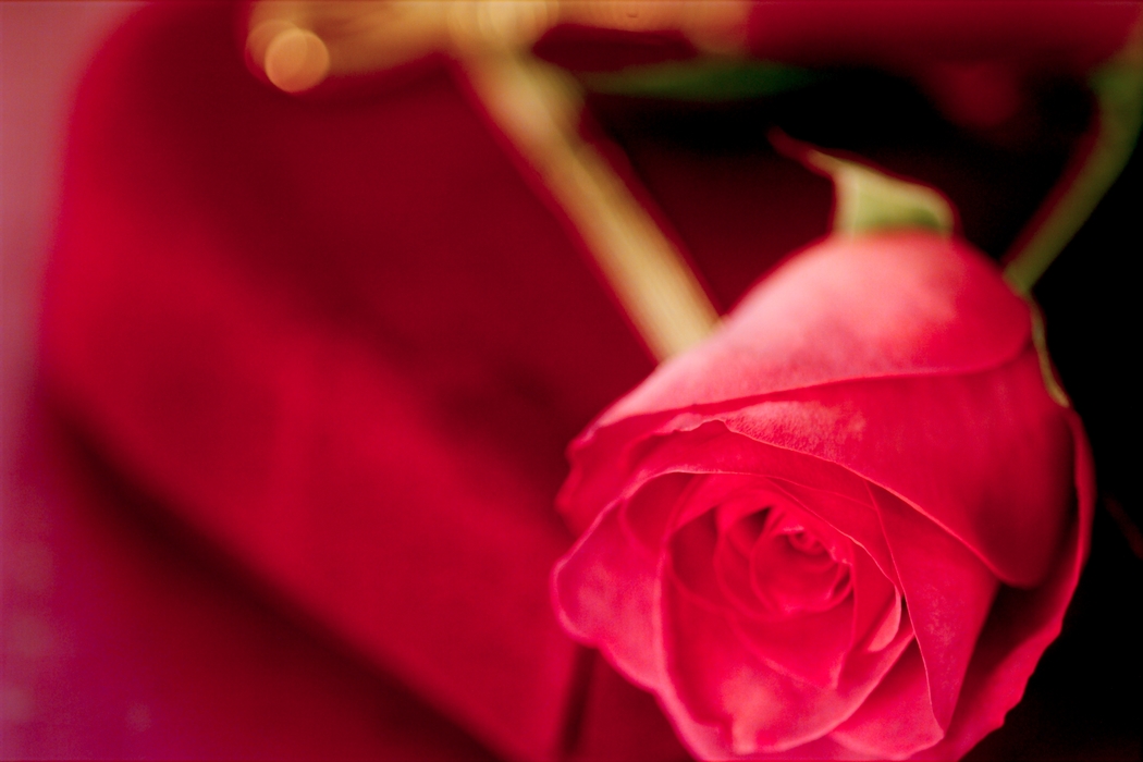 Valentine Day Wishes with a Red Rose