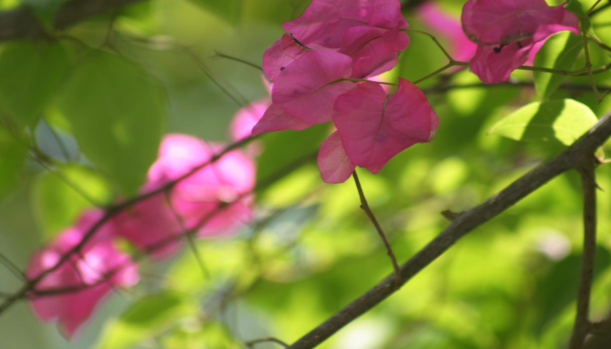 Pink Flower Petals and Sunlight