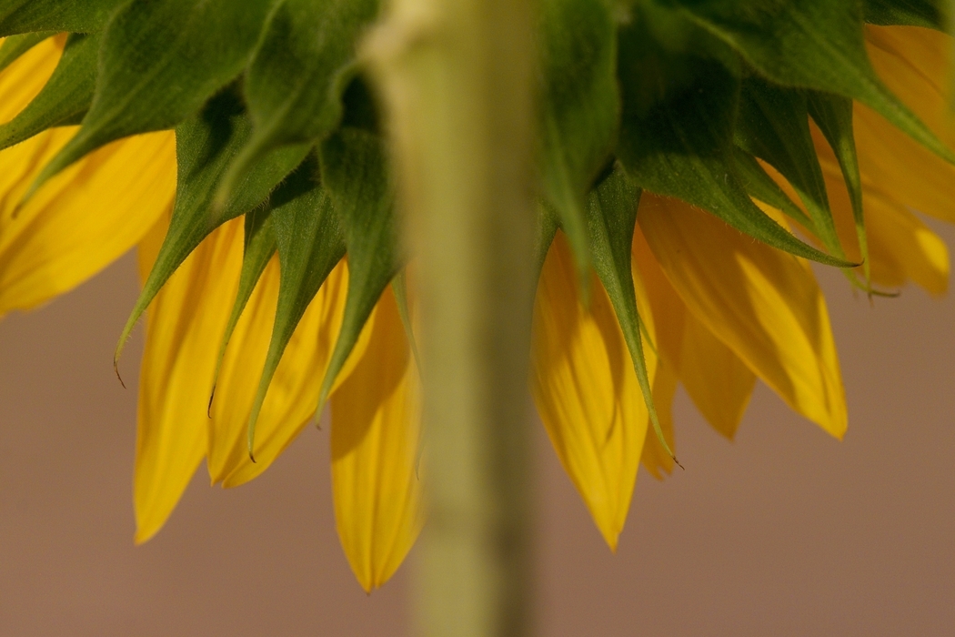 Sunflower Yellow Petals 