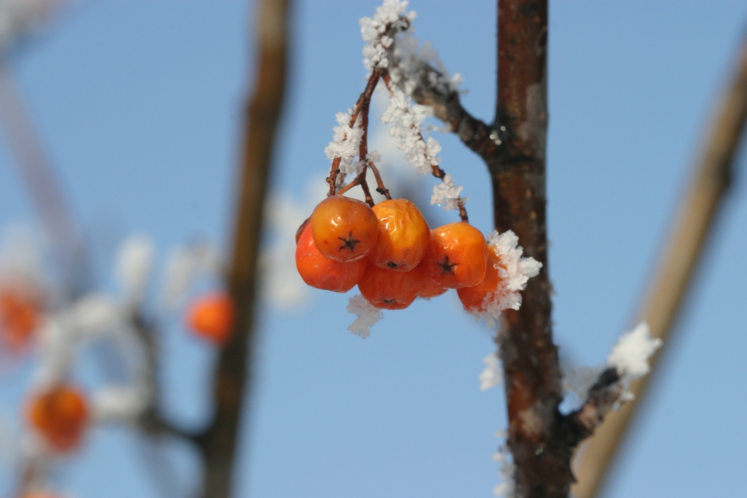 Winter Scene with Berries