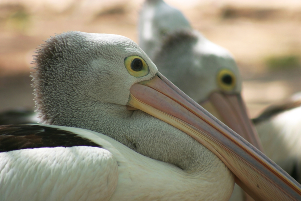 Pelican Close-Up Head