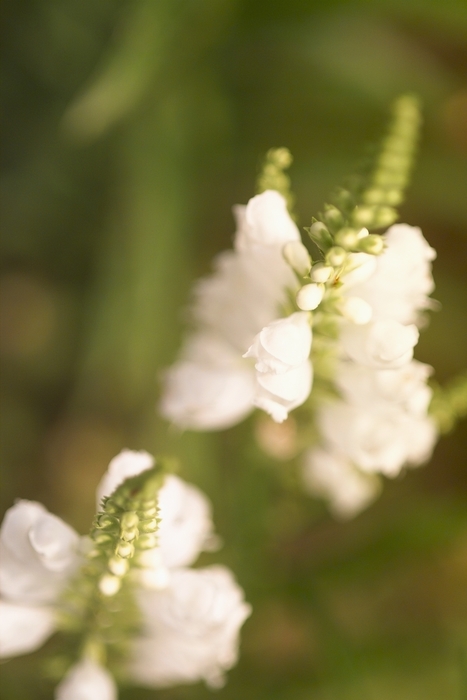 White Flower Blooms
