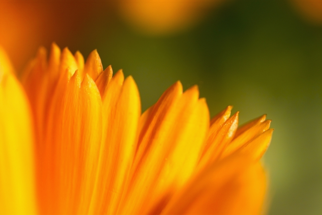 Close-Up Orange and Yellow Petals
