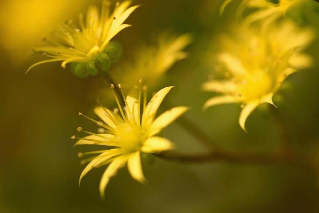 Delicate Yellow Flowers Close-Up