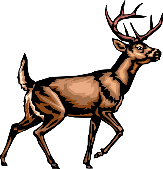 Vector Illustration of Ruminant Mammal White-Tailed Deer