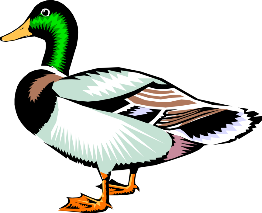 Vector Illustration of Male Mallard Duck Bird