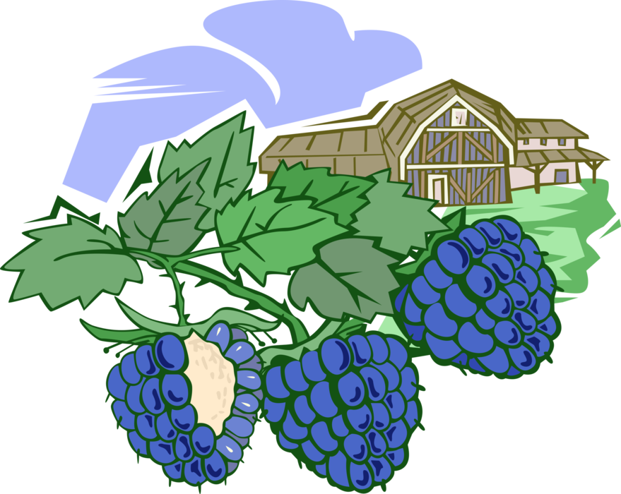 Vector Illustration of Blackberry Fruit Agricultural Farming with Farm Barn