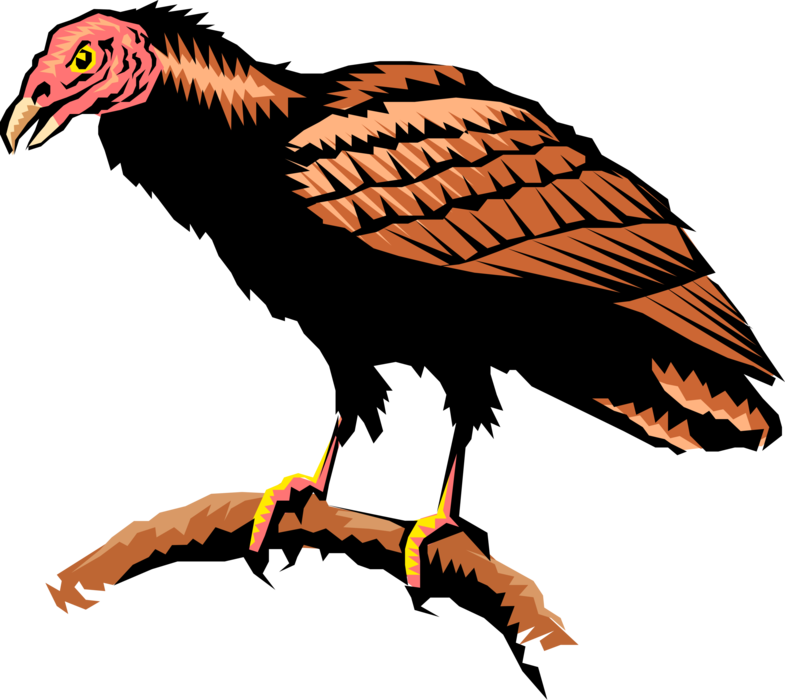 Vector Illustration of Bird of Prey Turkey Vulture Stands on Tree Limb