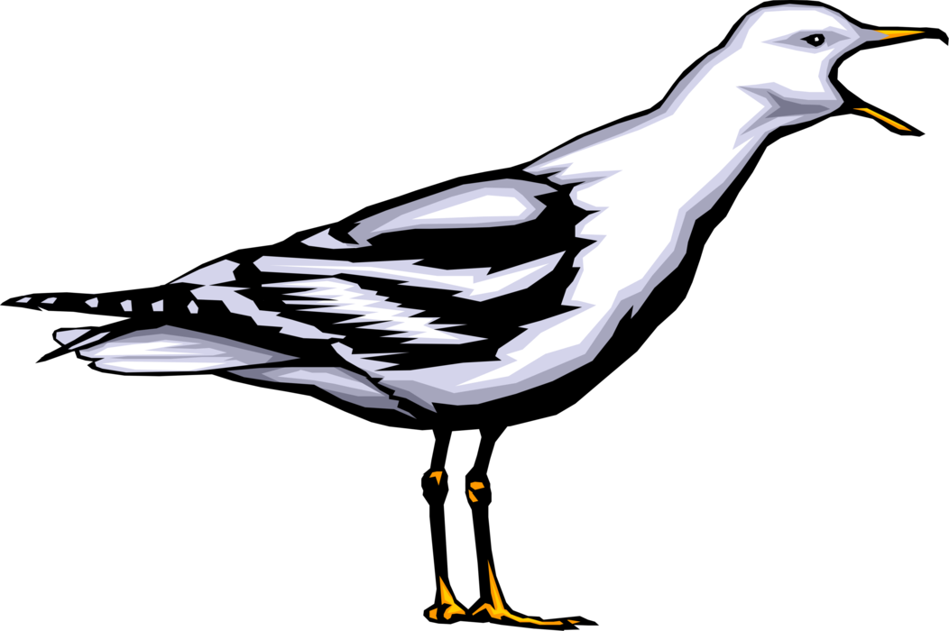 Vector Illustration of Seabird Gull Bird or Seagull Squawks