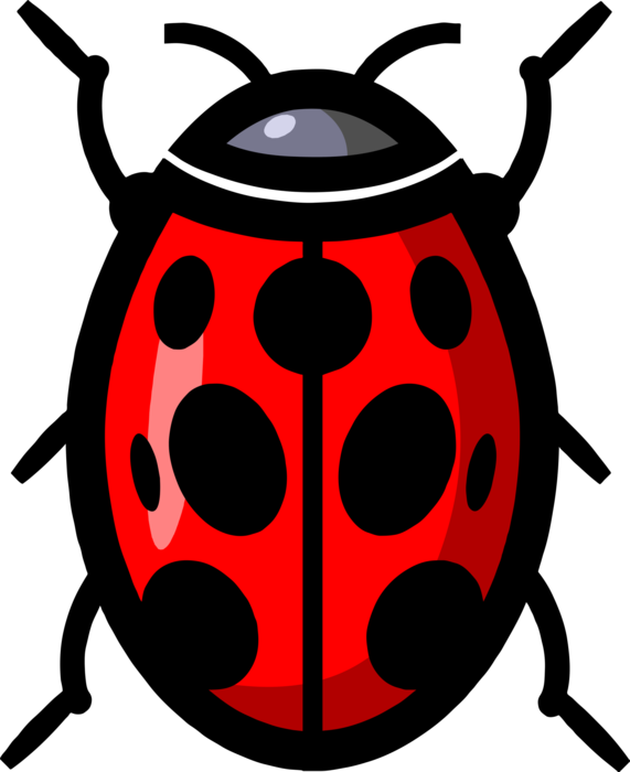 Vector Illustration of Small Coccinellidae Beetle Red Ladybug Insect