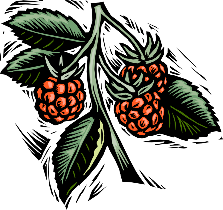 Vector Illustration of Raspberries Growing on Raspberry Bush