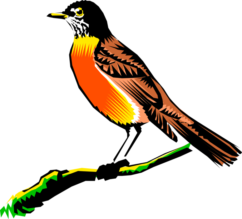 Vector Illustration of American Migratory Songbird Robin Bird on Tree Branch