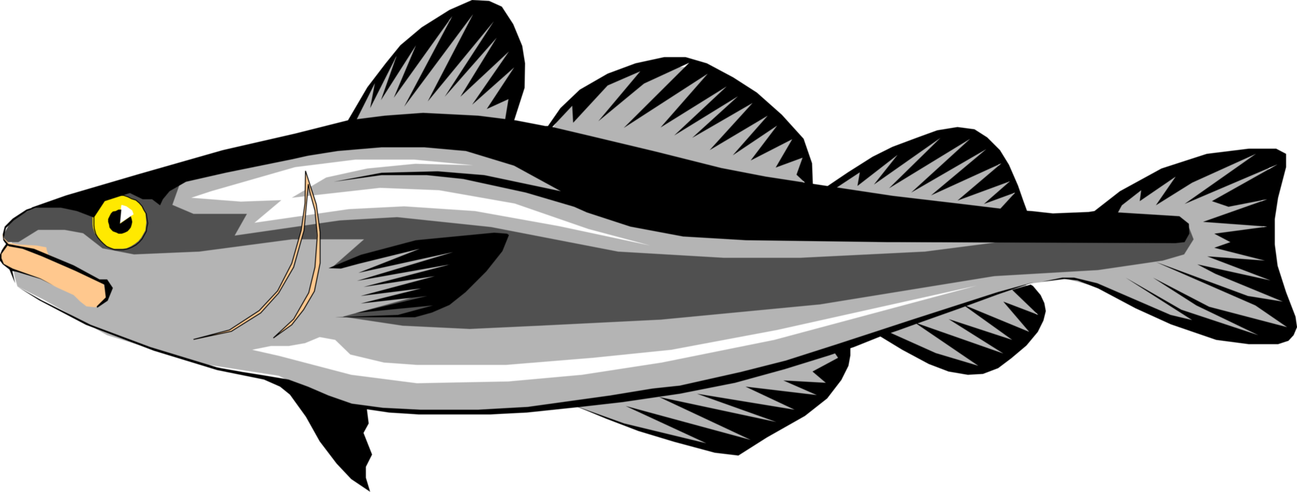 Vector Illustration of Common North Atlantic Codfish Cod Fish