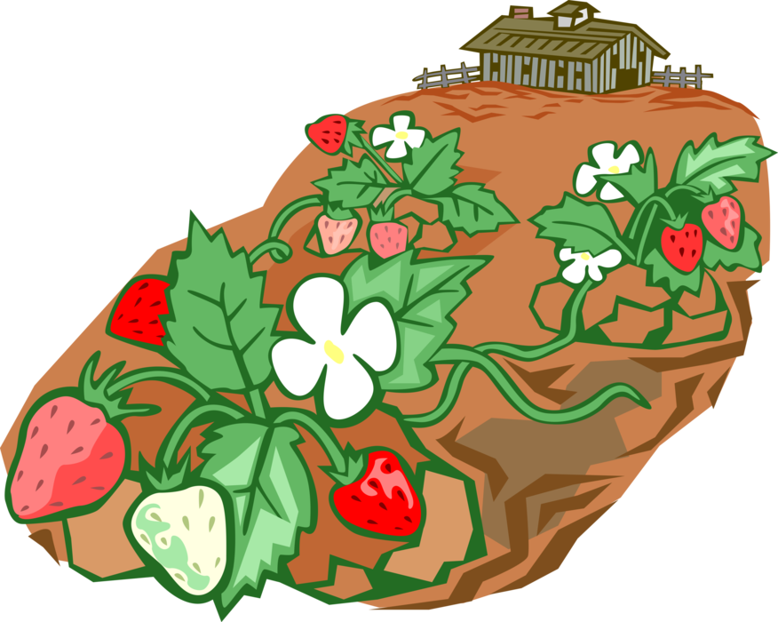 Vector Illustration of Strawberry Fruit Farming with Strawberries