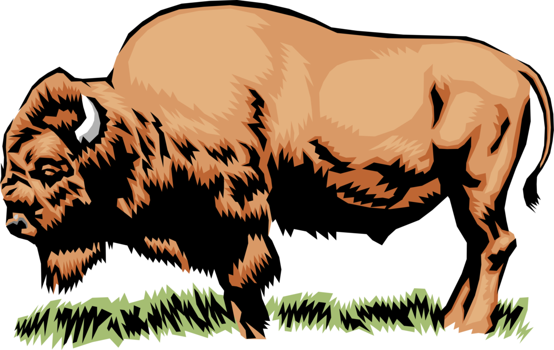 Vector Illustration of North American Wood Bison Buffalo
