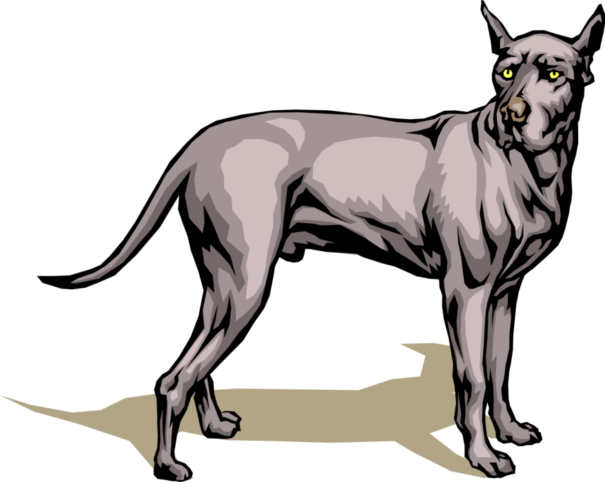 Vector Illustration of Great Dane Dog Turns Its Head