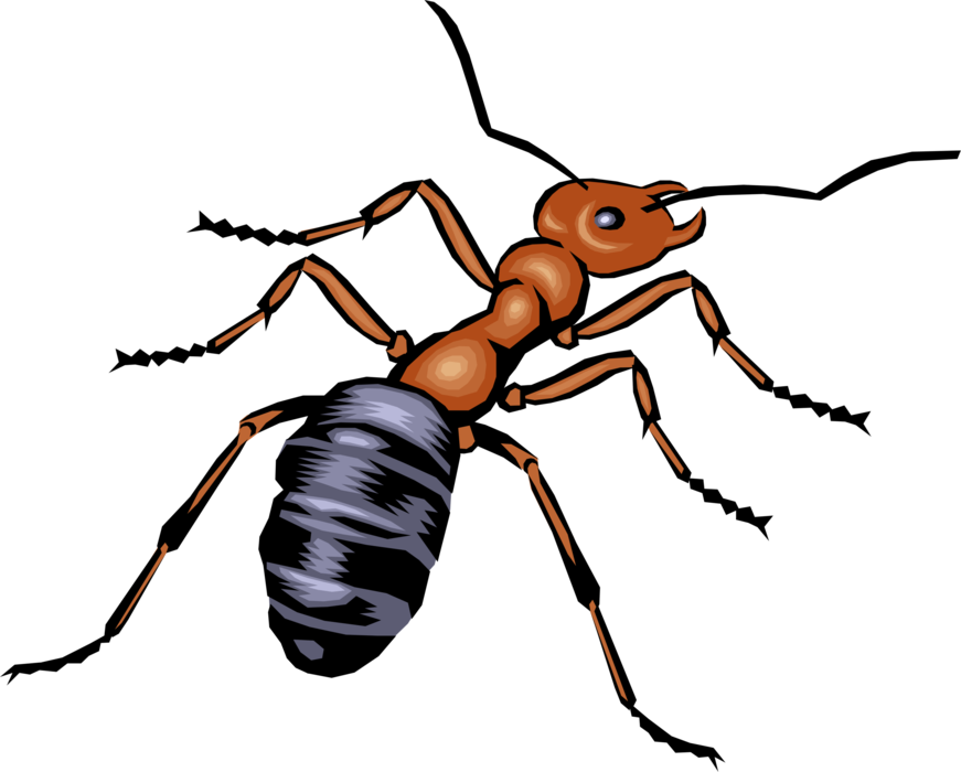 Vector Illustration of Eusocial Ant Insect Bug