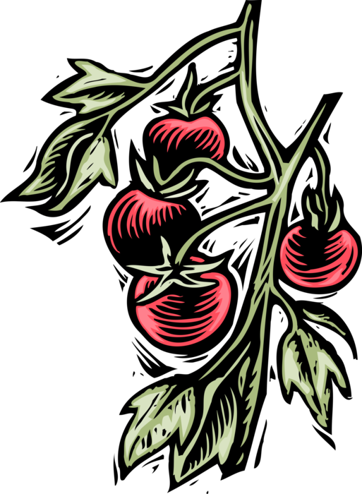 Vector Illustration of Vegetable Tomatoes Growing on the Vine in Garden