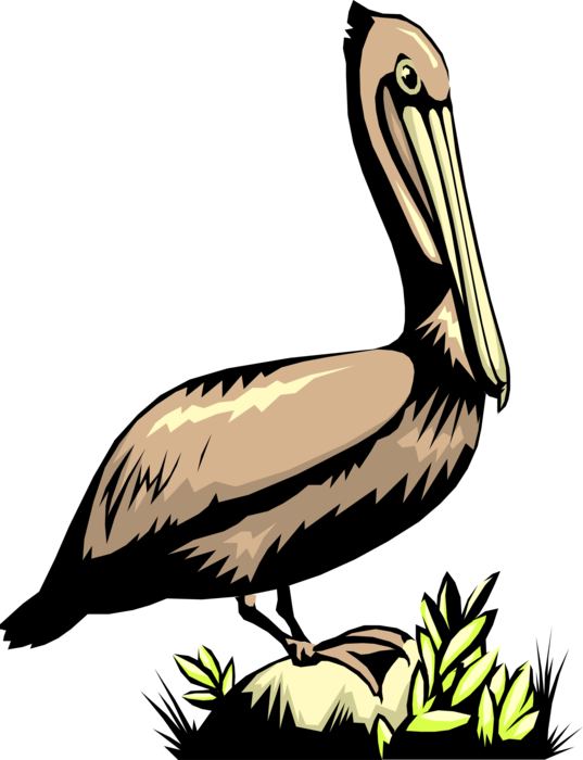 Vector Illustration of Large Water Bird Pelican