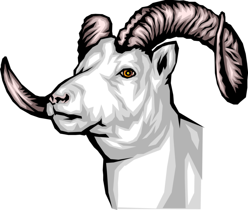 Vector Illustration of Thinhorn Dall Sheep Head and Horns