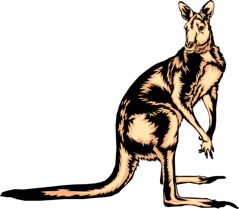 Vector Illustration of Australian Marsupial Kangaroo Looks Over Its Shoulder