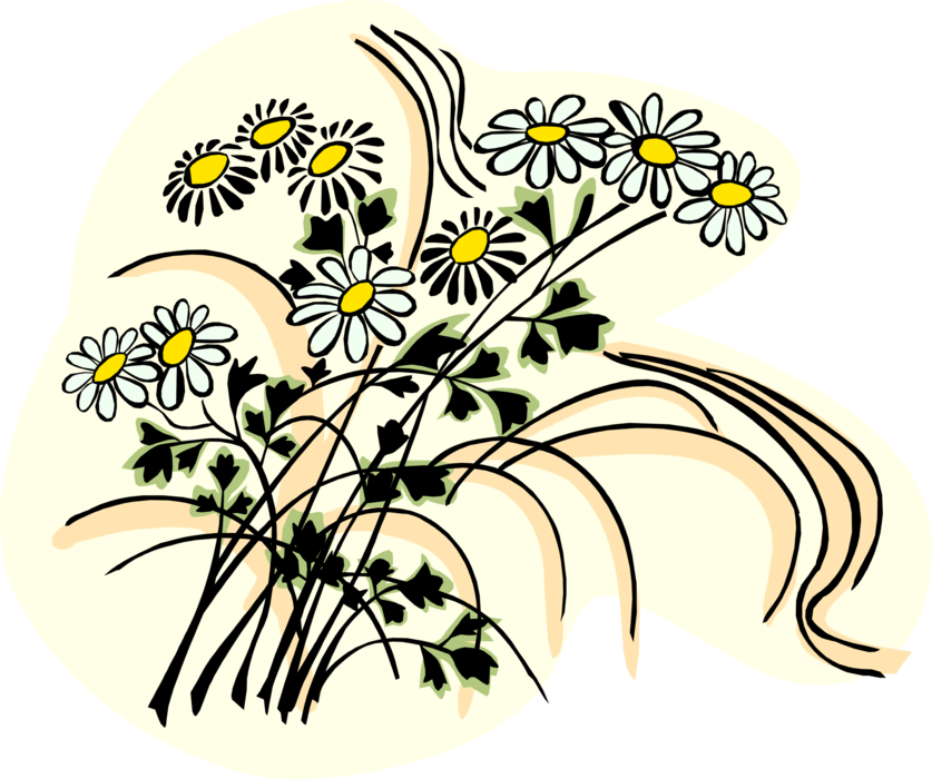 Vector Illustration of Daisy Flowers Growing Outdoors