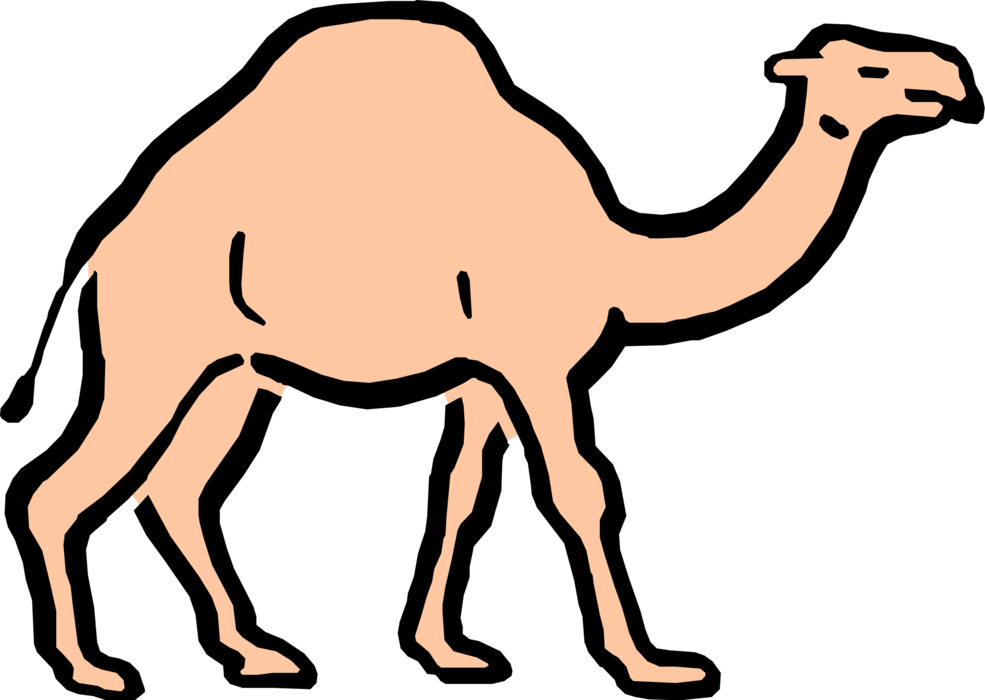 Vector Illustration of Cartoon Dromedary Beast of Burden Camel