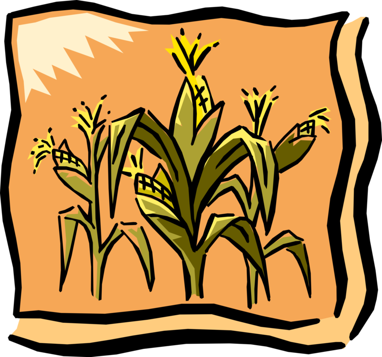 Vector Illustration of Farm Cornfield Corn Crop in Autumn Harvest