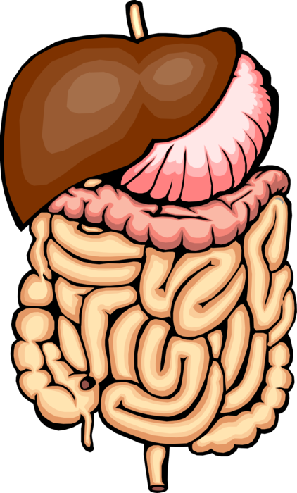 Vector Illustration of Human Digestive System