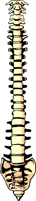 Vector Illustration of Human Spinal Column